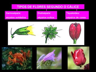TIPOS DE FLORES SEGUNDO O CÁLICE 
Tépaloidea: 
sépalos de cores 
Dialisépala: 
sépalos soltos 
Gamosépala: 
sépalos soldados 
 
