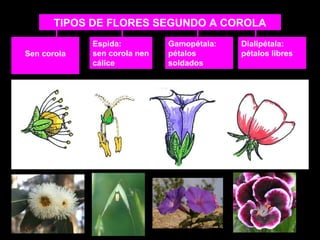 TIPOS DE FLORES SEGUNDO A COROLA 
Dialipétala: 
pétalos libres 
Espida: 
sen corola nen 
cálice 
Sen corola 
Gamopétala: 
pétalos 
soldados 
 