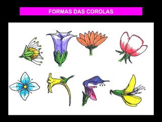 FORMAS DAS COROLAS 
 
