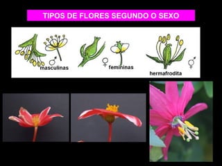 TIPOS DE FLORES SEGUNDO O SEXO 
 