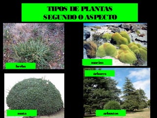 TIPOS DE PLANTAS 
SEGUNDO O ASPECTO 
herba 
macizo 
mata 
árbores 
arbustos 
 