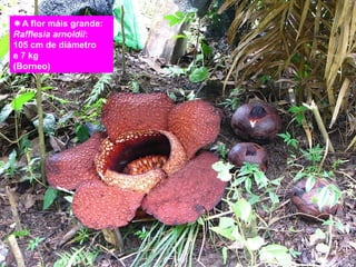 A flor máis grande: 
Rafflesia arnoldii: 
105 cm de diámetro 
e 7 kg 
(Borneo) 
 