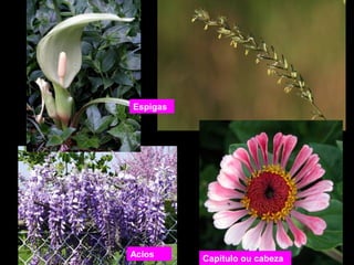 Espigas 
Acios Capítulo ou cabeza 
 
