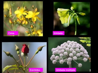 Cori mbo 
Umbela 
Umbela múltiple 
Cima 
 