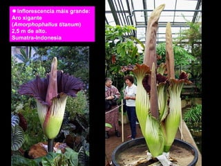 Inflorescencia máis grande: 
Aro xigante 
(Amorphophallus titanum) 
2,5 m de alto. 
Sumatra-Indonesia 
 