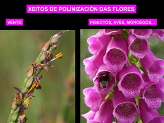 XEITOS DE POLINIZACIÓN DAS FLORES 
VENTO INSECTOS, AVES, MORCEGOS… 
 