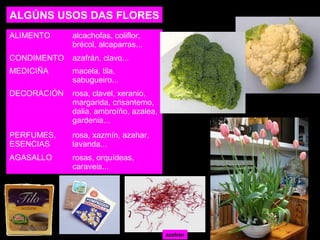ALGÚNS USOS DAS FLORES 
ALIMENTO alcachofas, coliflor, 
brécol, alcaparras... 
CONDIMENTO azafrán, clavo... 
MEDICIÑA macela, tila, 
sabugueiro... 
DECORACIÓN rosa, clavel, xeranio, 
margarida, crisantemo, 
dalia, ambroíño, azalea, 
gardenia... 
PERFUMES, 
ESENCIAS 
rosa, xazmín, azahar, 
lavanda... 
AGASALLO rosas, orquídeas, 
caraveis... 
azafrán 
 