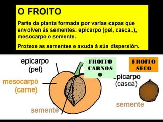 O FROITO 
Parte da planta formada por varias capas que 
envolven ás sementes: epicarpo (pel, casca..), 
mesocarpo e semente. 
Protexe as sementes e axuda á súa dispersión. 
FROITO 
SECO 
FROITO 
CARNOS 
O 
 