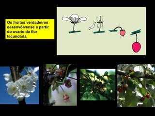 Os froitos verdadeiros 
desenvólvense a partir 
do ovario da flor 
fecundada. 
 