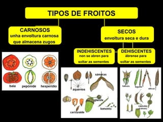 TIPOS DE FROITOS 
CARNOSOS 
unha envoltura carnosa 
que almacena zugos 
SECOS 
envoltura seca e dura 
INDEHISCENTES 
non se abren para 
soltar as sementes 
DEHISCENTES 
ábrense para 
soltar as sementes 
 