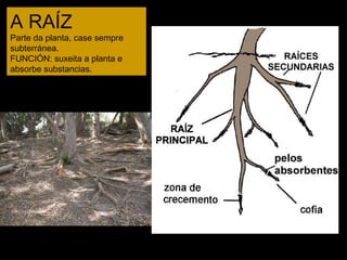 A RAÍZ 
Parte da planta, case sempre 
subterránea. 
FUNCIÓN: suxeita a planta e 
absorbe substancias. 
 