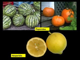 Hesperidio 
Pepónides 
 