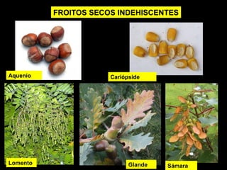 Aquenio 
FROITOS SECOS INDEHISCENTES 
Sámara 
Cariópside 
Lomento Glande 
 