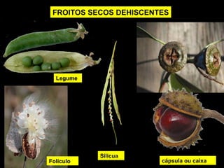 FROITOS SECOS DEHISCENTES 
Legume 
Silicua 
Folículo cápsula ou caixa 
 