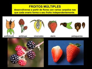 FROITOS MÚLTIPLES 
desenvólvense a partir de flores con varios carpelos nas 
que cada ovario forma o seu froito independentemente. 
polifolículo polidrupa cinorrodon eterio poliaquenios 
 