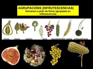 AGRUPACIÓNS (INFRUTESCENCIAS) 
fórmanse a partir de flores agrupadas en 
inflorescencias 
sicono cúpula capítulo acios pseudoestróbilo espiga poliacantocarpo 
 