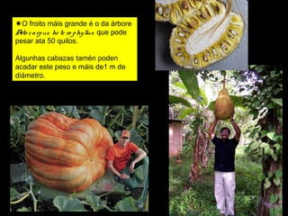 O froito máis grande é o da árbore 
Arto c a rp us he te ro phy llus que pode 
pesar ata 50 quilos. 
Algunhas cabazas tamén poden 
acadar este peso e máis de1 m de 
diámetro. 
 