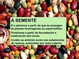 A SEMENTE 
É a estrutura a partir da que se propagan 
as plantas fanerógamas ou espermafitas. 
Prodúcese a partir da fecundación e 
maduración dun óvulo. 
Contén ao embrión xunto con substancias 
de reserva, protexidos por unha cuberta. 
 