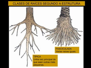 CLASES DE RAÍCES SEGUNDO A ESTRUTURA 
FASCICULADA 
Varias raíces iguais. 
TÍPICA 
Unha raíz principal da 
que saen outras máis 
pequenas. 
 