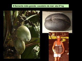 Semente máis grande: cocoteiro de mar: ata 27 kg 
 
