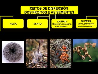 XEITOS DE DISPERSIÓN 
DOS FROITOS E AS SEMENTES 
AUGA VENTO 
OUTRAS: 
Lume, gravedade, 
autodispersión … 
ANIMAIS 
Dixestión, enganche, 
enterramento… 
 