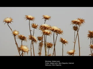 Montaxe: Adela Leiro 
Fotos: Adela Leiro, Mon Daporta, Internet 
Debuxos: Mon Daporta 
