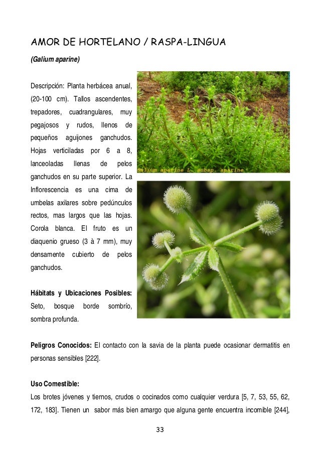 Plantas Y Frutos Silvestres Comestibles