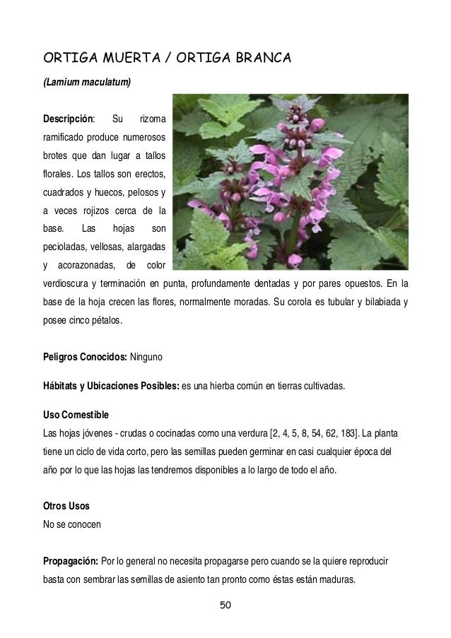 Plantas Y Frutos Silvestres Comestibles