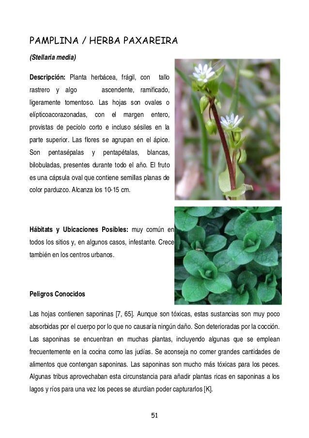 Plantas Y Frutos Silvestres Comestibles