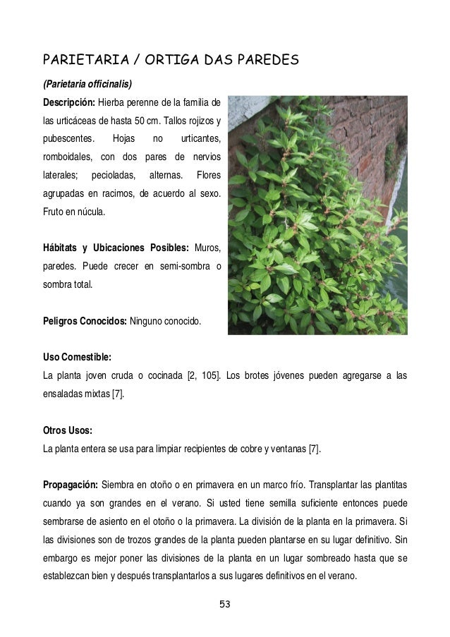 Plantas Y Frutos Silvestres Comestibles