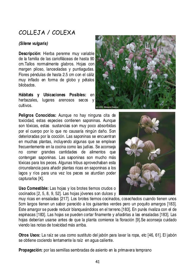 Plantas Y Frutos Silvestres Comestibles Dr Cesar Lema Costas