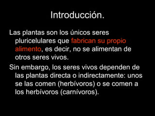 Introducción.
Las plantas son los únicos seres
pluricelulares que fabrican su propio
alimento, es decir, no se alimentan de
otros seres vivos.
Sin embargo, los seres vivos dependen de
las plantas directa o indirectamente: unos
se las comen (herbívoros) o se comen a
los herbívoros (carnívoros).