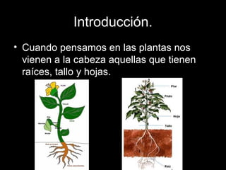 Introducción.
• Cuando pensamos en las plantas nos
vienen a la cabeza aquellas que tienen
raíces, tallo y hojas.