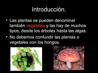 Introducción.
• Las plantas se pueden denominar
también vegetales y las hay de muchos
tipos, desde los árboles hasta las algas.
• No debemos confundir las plantas o
vegetales con los hongos.