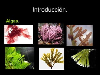 Introducción.
Algas.