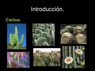 Introducción.
Cactus.