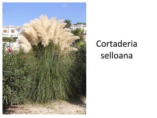 Cortaderia selloana 