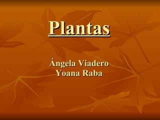 Plantas Ángela Viadero Yoana Raba 