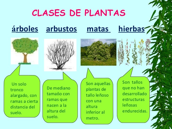 Tipos De Arbustos Medicinales