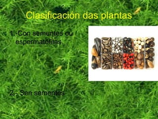 Clasificación das plantas
1.-Con sementes ou
espermatófitas.
2.- Sen sementes
 