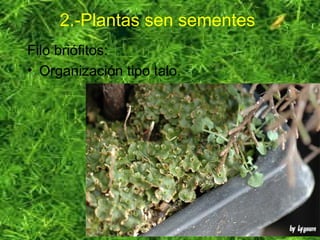 2.-Plantas sen sementes
Filo briófitos:
• Organización tipo talo.
 