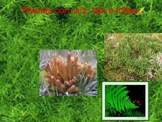 Plantas con raíz, talo e follas
 