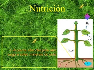 Nutrición
1.-A planta absorbe pola raíz
auga e sales minerais do solo
 