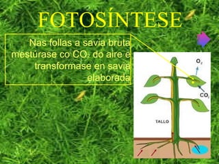 FOTOSÍNTESE
Nas follas a savia bruta
mestúrase co CO2 do aire e
transformase en savia
elaborada
 