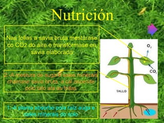Nutrición
1.-A planta absorbe pola raíz auga e
sales minerais do solo
2.-A mestura de auga e sales minerais
chámase savia bruta, a cal ascende
polo talo ata as follas
Nas follas a savia bruta mestúrase
co CO2 do aire e transfórmase en
savia elaborada
 