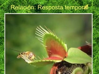 Relación: Resposta temporal
 