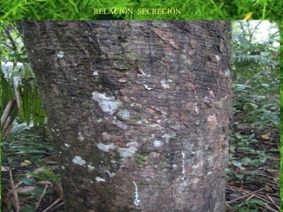 RELACIÓN: SECRECIÓN
 