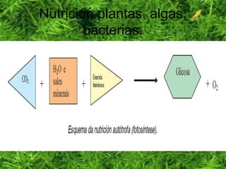 Nutrición plantas, algas,
bacterias.
 