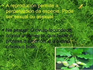 • A reprodución permite a
perpetuación da especie. Pode
ser sexual ou asexual.
• Na sexual: O óvulo fecundado
orixina a semente, que nutre e
protexe o embrión, e o ovario
orixina o froito.
 