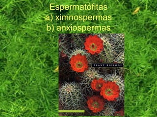 Espermatófitas
a) ximnospermas
b) anxiospermas
 